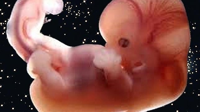 La medición del flujo podría determinar la salud fetal incluso mejor que el peso