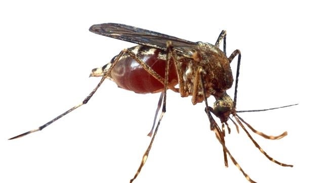La plaga del mosquito tigre no es erradicable