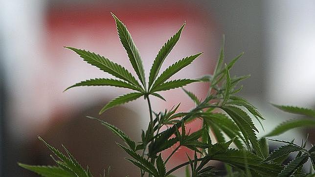 Una planta de cannabis vista de cerca