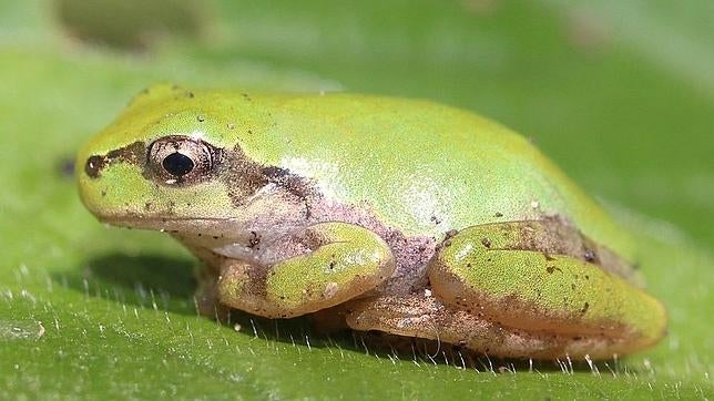 «Este proceso es un buen ejemplo de autoorganización en la naturaleza», ha declarado uno de los coautores de la investigación