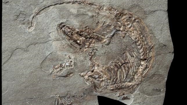 El fósil del Spinolestes