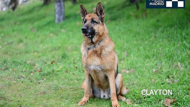 El perro policía,fuera de servicio, disfruta de su nueva etapa