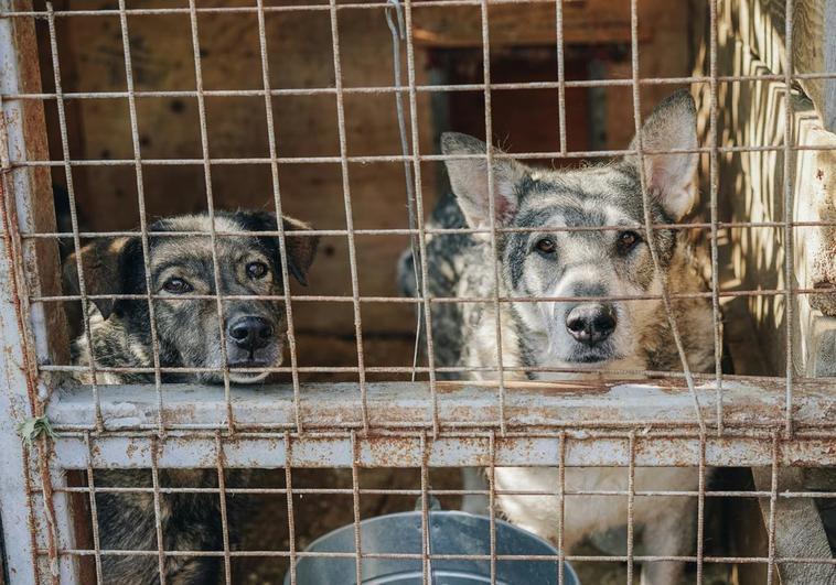La Xunta de Galicia ofrece ayudas para la adopción de mascotas: hasta 150 euros y requisitos