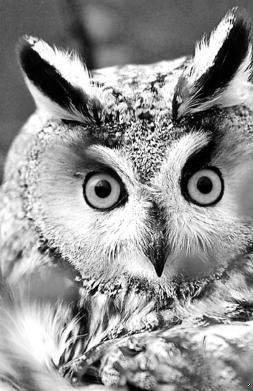 Se despide «Fotógrafos de la Naturaleza»