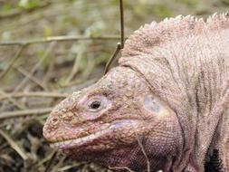 Imagen reciente de la iguana rosada residente en las islas Galápagos que el científico Charles Darwin no descubrió durante sus expediciones. / Afp