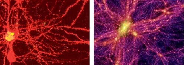 El juego de las diferencias: ¿Universo o cerebro?
