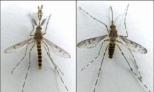 ¿A quién pican los mosquitos?