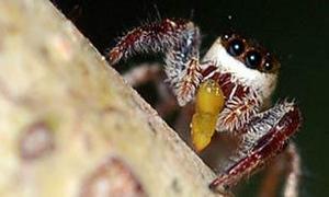 La primera araña vegetariana del mundo