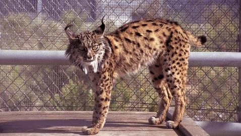 Atropellan a uno de los cachorros de lince reintroducidos en Guadalmellato