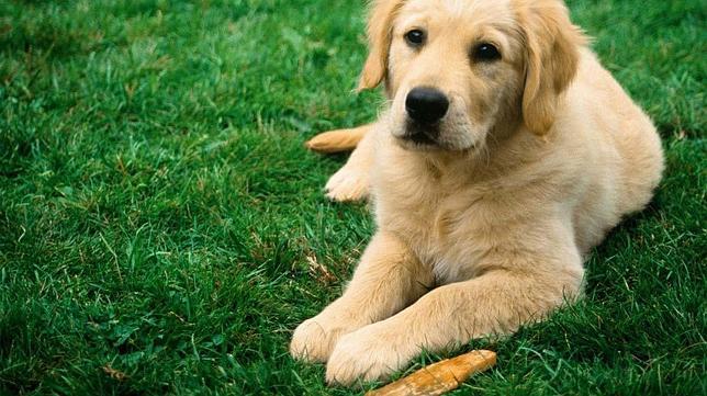 Los siete alimentos que no deberíamos dar a nuestro perro