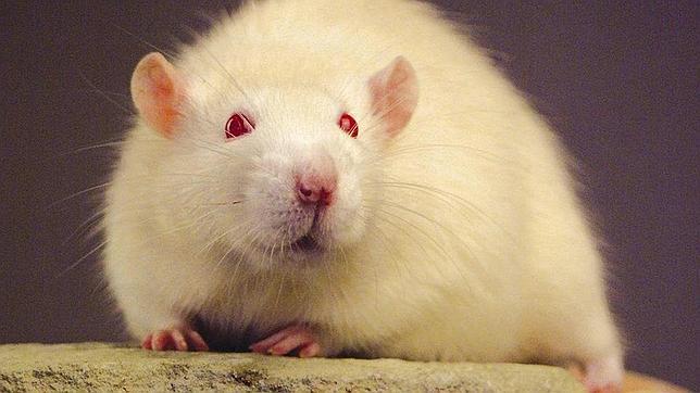 Crean una rata «cyborg» con un cerebelo artificial