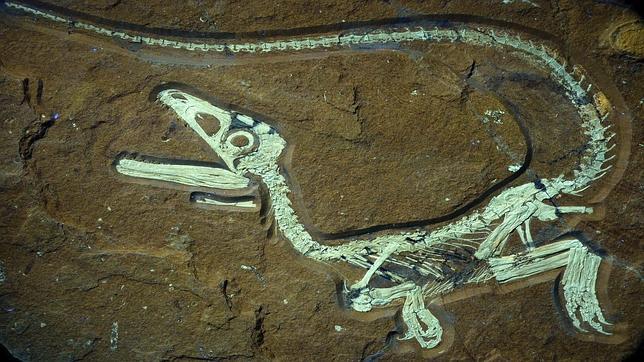 Descubren en Alemania el dinosaurio mejor conservado de Europa