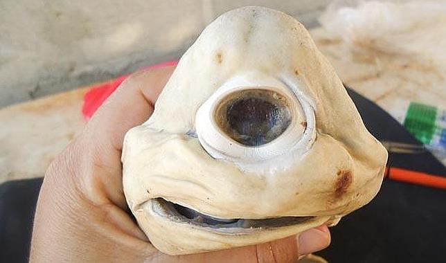 Hallan un extraño tiburón cíclope