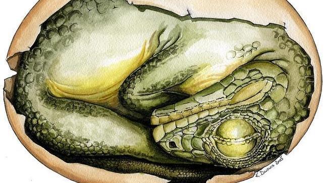Descubren un nido con 15 crías de dinosaurio en Mongolia