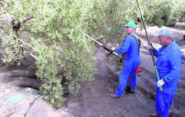 La previsiones de cosecha de aceite en la provincia apuntan a 37.000 toneladas