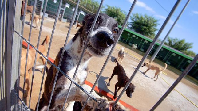 Detenido por matar a su perro con un arma de fuego de fabricación casera