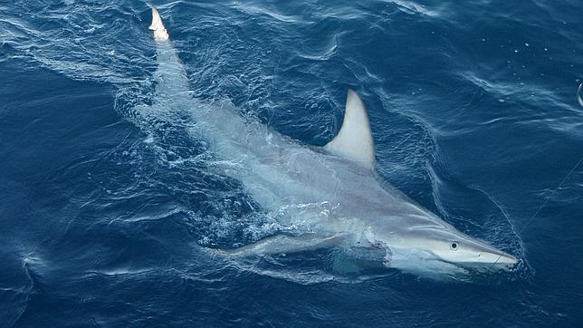 Descubren el primer tiburón híbrido en Australia