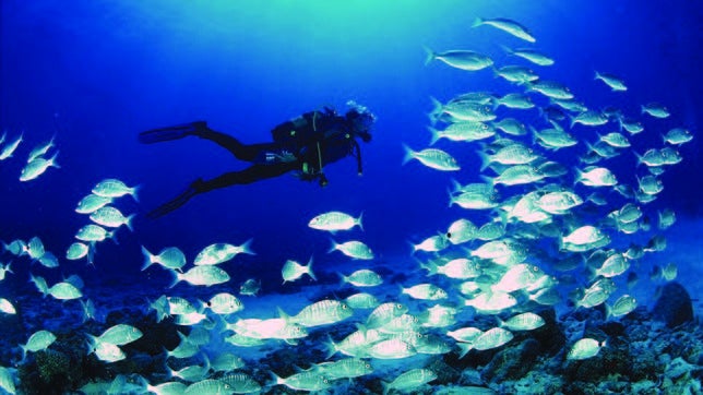Los residuos de los anticonceptivos alteran la sexualidad de los peces
