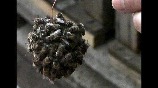 El ataque mortal de la bola de abejas