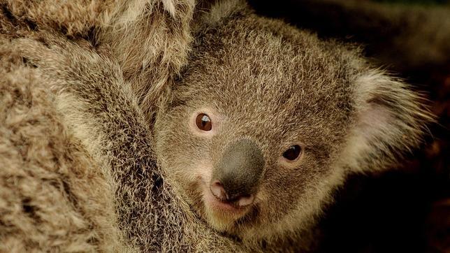 La fauna mundial ha disminuido un 30% en los últimos cuarenta años
