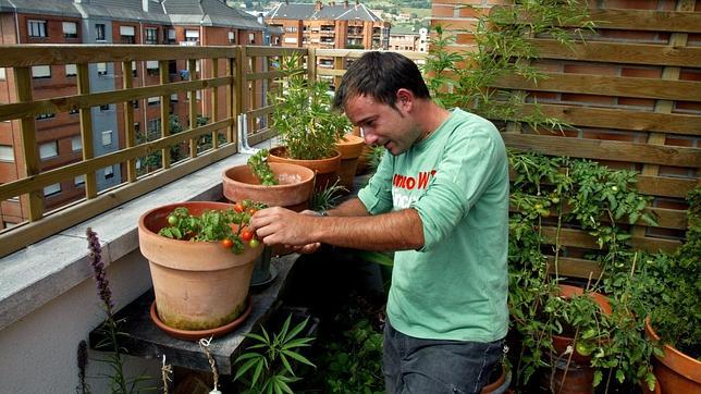 Plantar tomates en el asfalto: Cómo montar un huerto en la terraza de tu piso