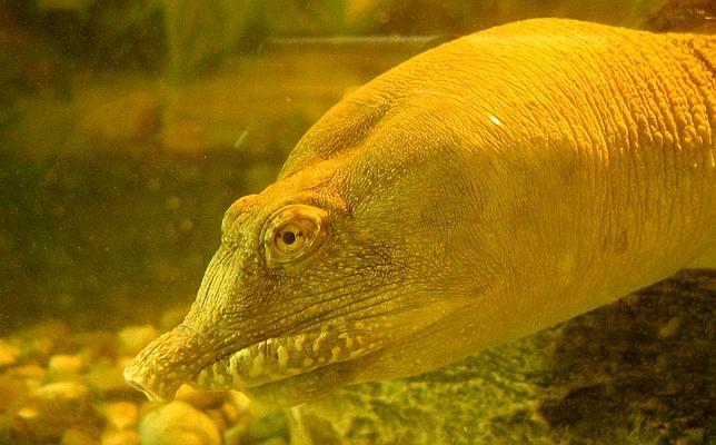 La tortuga que orina por la boca