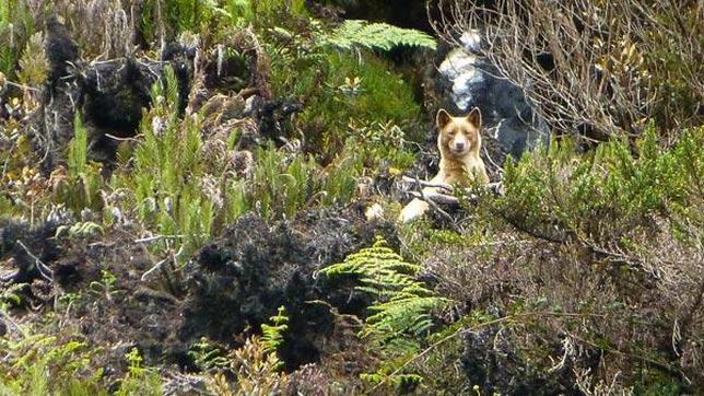 El extraño «perro cantor», fotografiado en Guinea