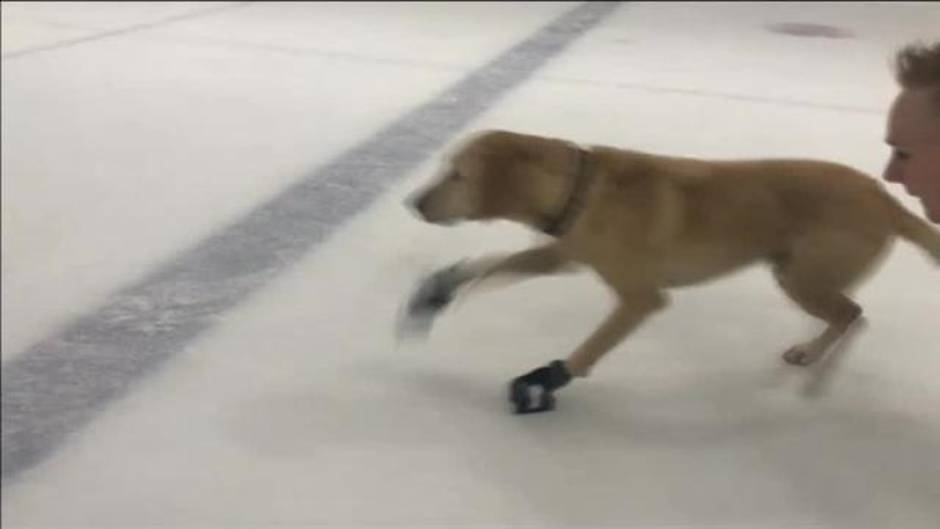 Un perro se convierte en una estrella del patinaje sobre hielo en Las Vegas Un perro se convierte en una estrella del patinaje sobre hielo en Las Vegas
