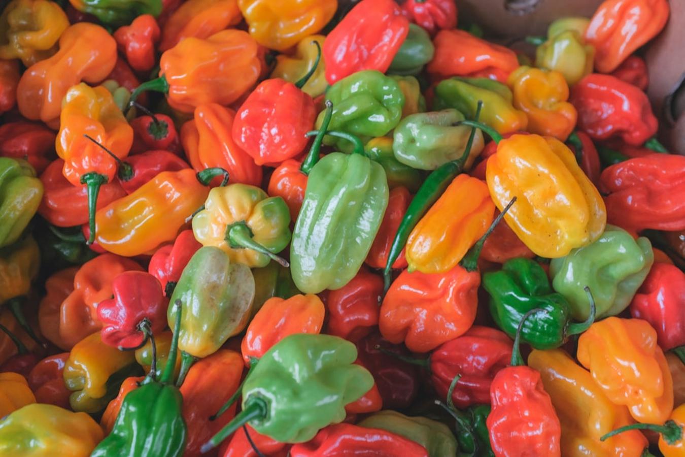 Pimiento