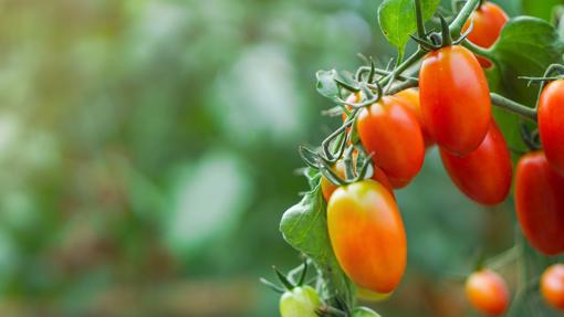 Tomates colgar en rama