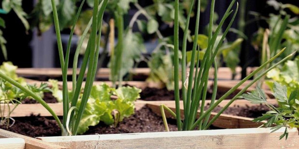 Cómo cultivar un huerto urbano en tu terraza y que sea un éxito