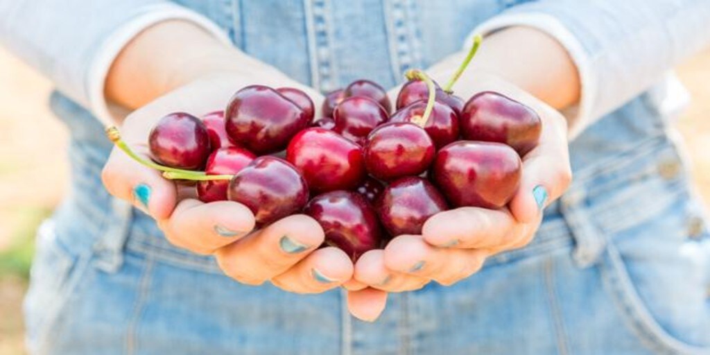 Las Diferencias Entre La Picota Y La Cereza Que Debes Saber 8410