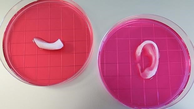 Oreja y mandíbula construidas gracias al nuevo sistema integrado de impresión de tejidos de órganos