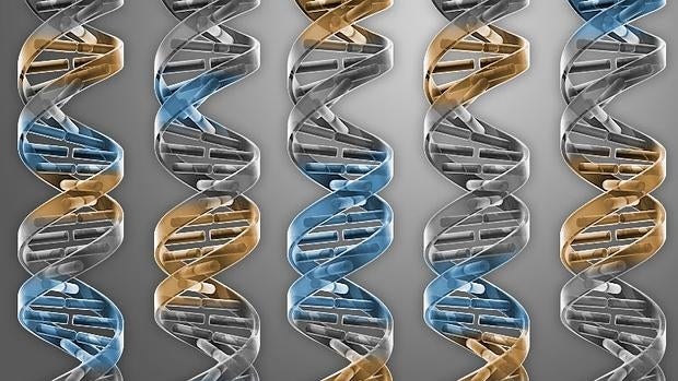 El avance científico se ha publicado este jueves en la prestigiosa resvista «Science»