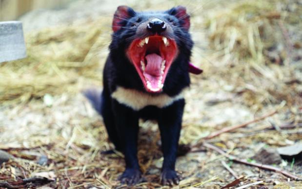 El demonio de Tasmania