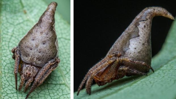 La araña «eriovixia gryffindori»