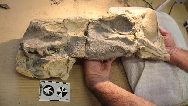 Carcasa del dinosaurio Isaberrysaurus