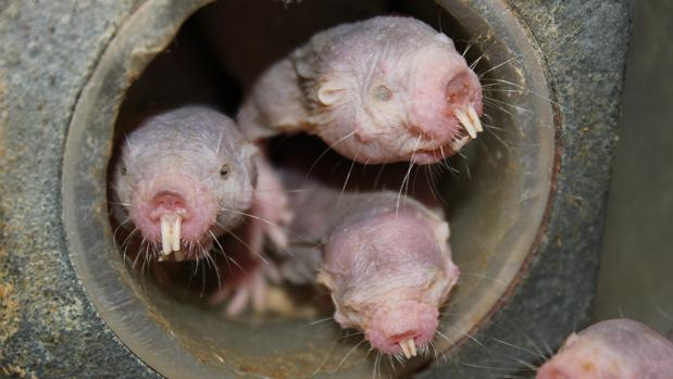 La Increible Estrategia De La Rata Topo Desnuda Para Vivir Sin Aire 18 Minutos