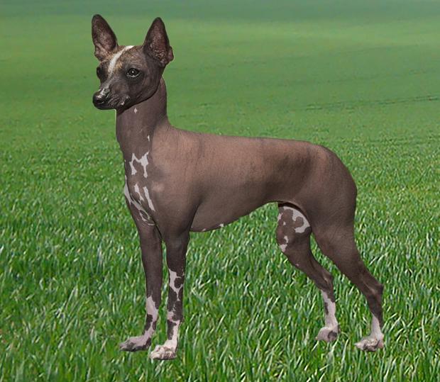 Un xoloitzcuintlel de tamaño «toy», una raza que parece descender de los perros que cruzaron el estrecho de Bering con los antepasados de los nativos americanos