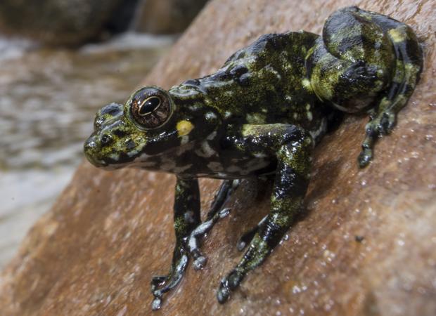 El 88% de las especies de ranas modernas provienen de tres linajes que sobrevivieron al meteorito que acabó con los dinosaurios