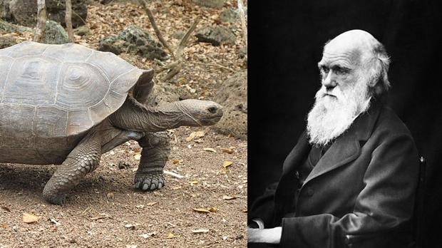 Darwin consideraba que eran «exquisitas». Las degustó en forma de sopas y filetes