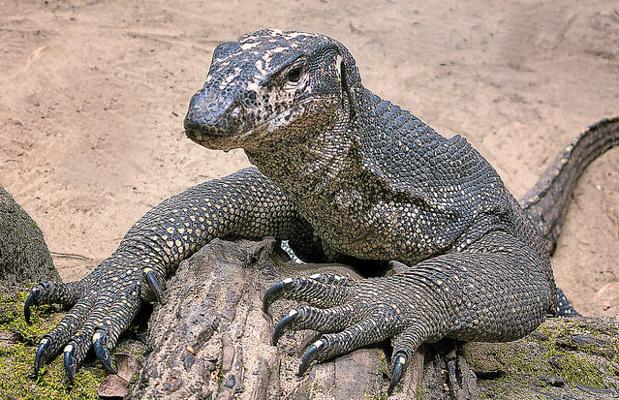 Varano o dragón de Komodo. Puede llegar a los 120 kilogramos de peso