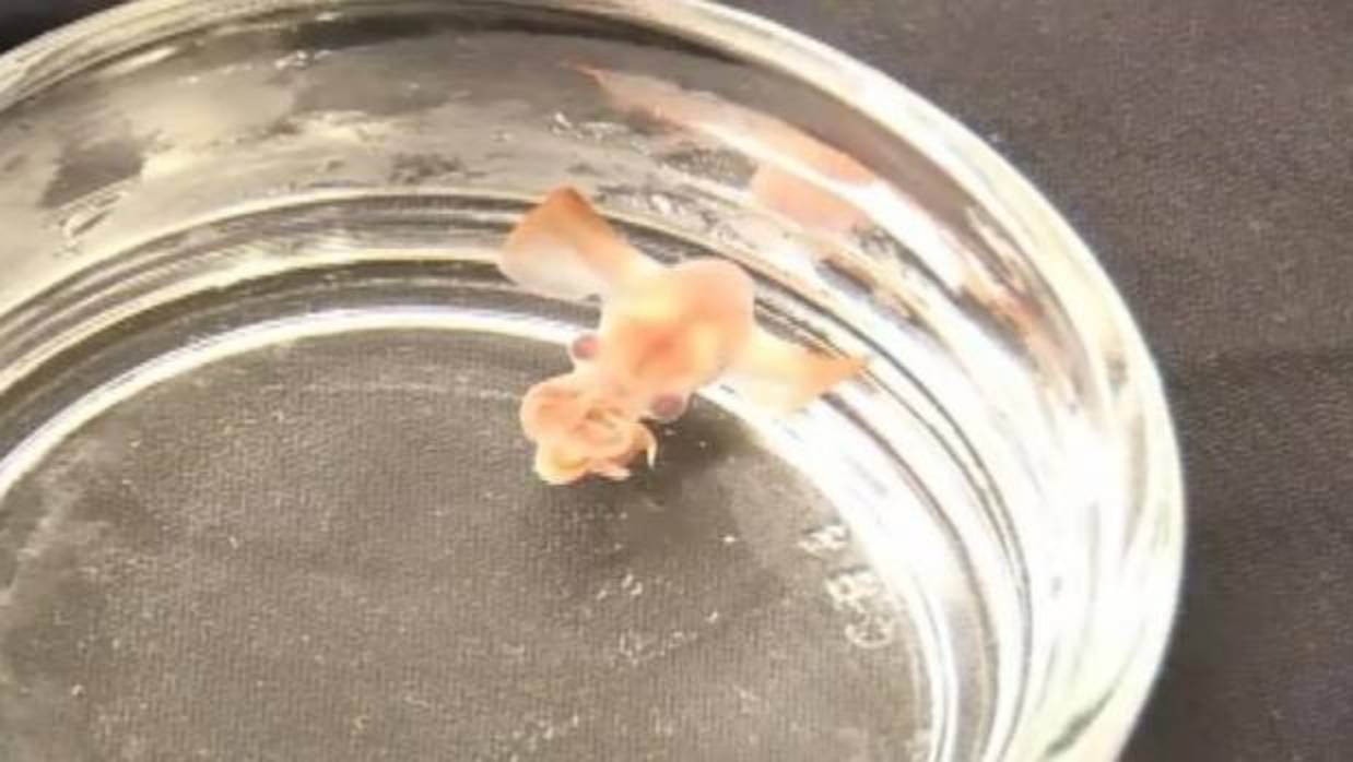 Filmado Por Primera Vez Un Bebe De Pulpo Dumbo La Criatura Que Nada Con Sus Orejas