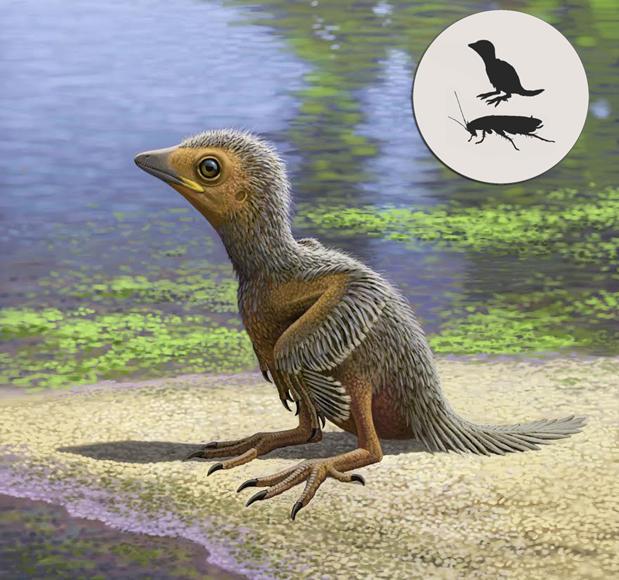 El pequeño polluelo prehistórico