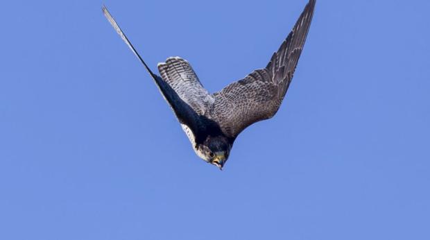 El halcón peregrino