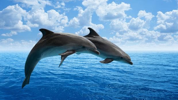 Los Delfines Pueden Explicar Por Que Llega La Menopausia