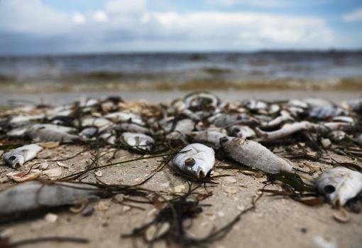 Consecuencias de una marea roja inusualmente larga en la costa de Florida. Este tipo de fenómenos naturales se ven afectados por el clima y la meteorología