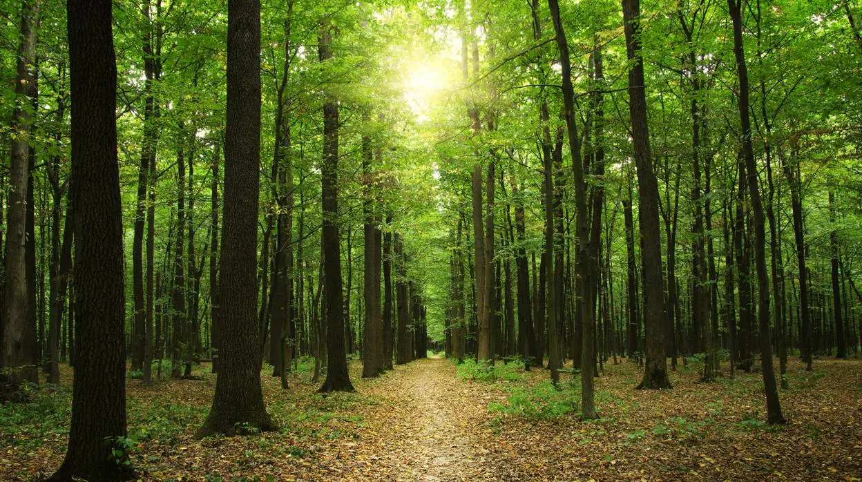 La Tierra Tiene Hoy Más Bosques Que En 1982