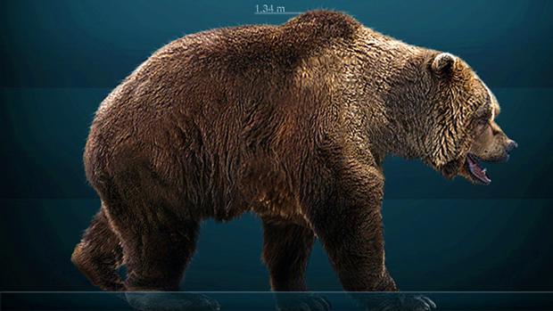 Reconstrucción de un oso de las cavernas