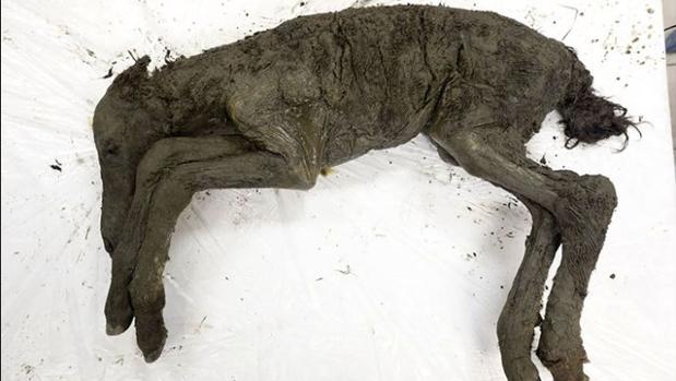 Los restos del caballo, examinados por los investigadores